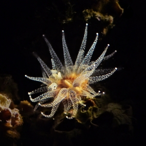 Nighttime coral