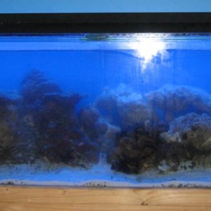 Aquascaping