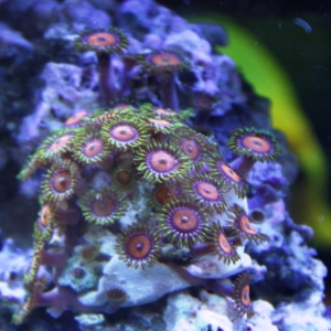 Zoas