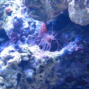 Peppermint Shrimp