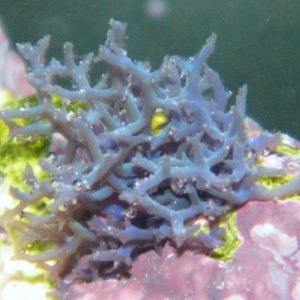Unknown Growths