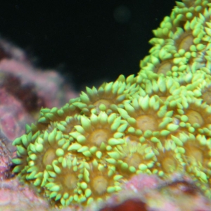 New Corals