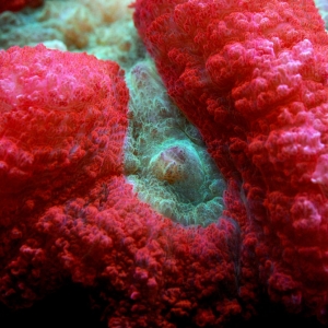 Close up of brain coral