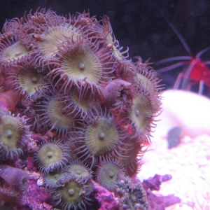 Zoanthid Fire Shrimp Composite.