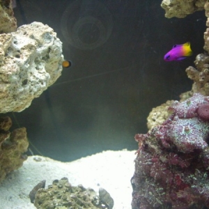 Mushroom Coral (Anenome) and Royal Gramma