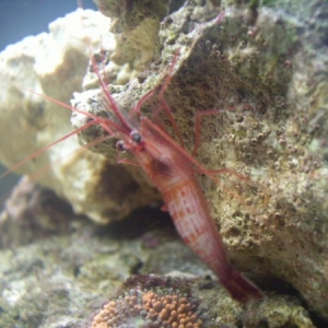 Few of my first soft corals. Ricordea Florida Orange