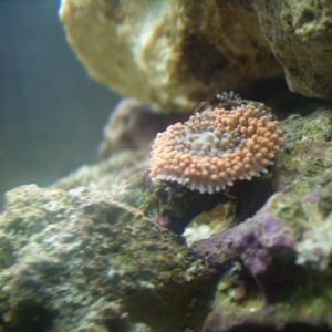 Few of my first soft corals. Ricordea Florida