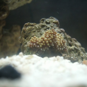Few of my first soft corals. Ricordea Florida Green