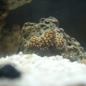 Few of my first soft corals. Ricordea Florida Green