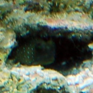 90 Gallon Indo Pacific Lagoon