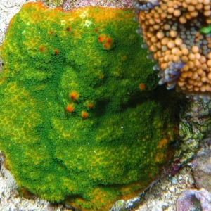 lemon_lime_monti_Medium_