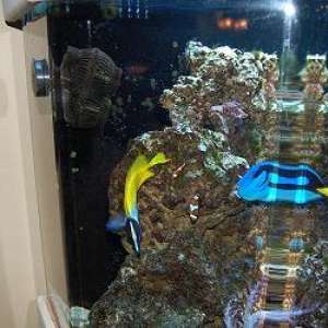 fish_tank_006