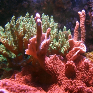 Acro/cap/digitata