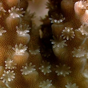 Acropora formosa