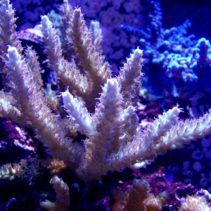 AquaDelight