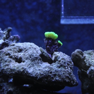 Neon Green Candycane Coral