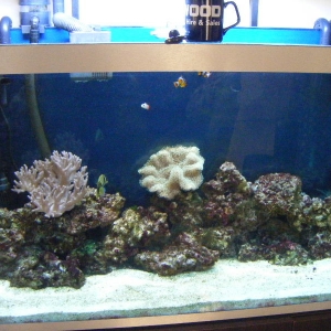 Our tank