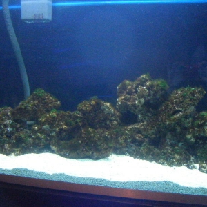 Our tank