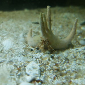 staghorn hermit crab