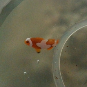 Little one