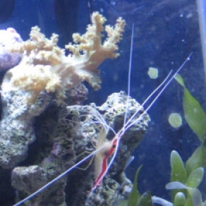 5 gallon