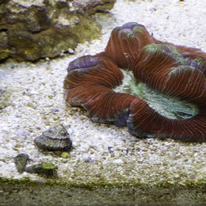 Red, Purple and Green Brain Coral