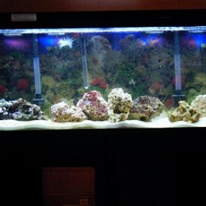 before Aquascaping
