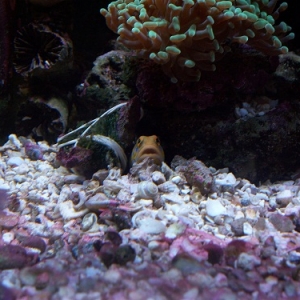 Bluespot_Jawfish