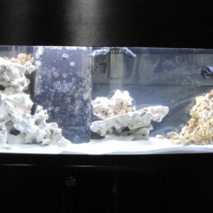72 Gal Bowfront Reef