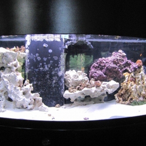 72 Gal Bowfront Reef