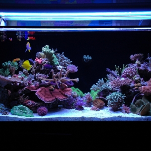 150 Gallon Marine Ecosystem