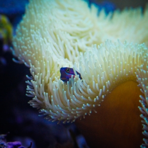 Spot tail blenny in leather
