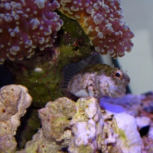 Lawnmower Blenny perched along Frogspawn