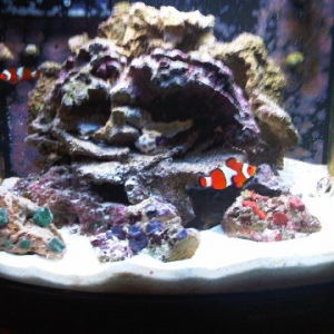 My_nano_with_mushrooms_1