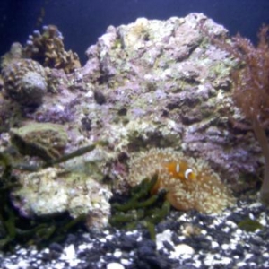My new Oceanic Bio-cube