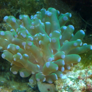 Corals