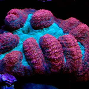 Red and green open brain coral