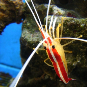 red and white shrimp