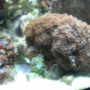 Sympodium Coral