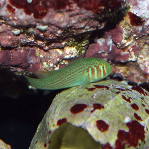 greengoby