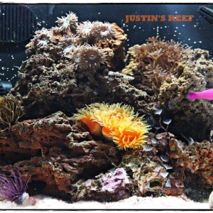 JUSTIN'S REEF