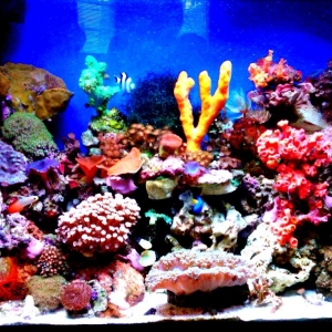 29_gallon nano_reef_tank