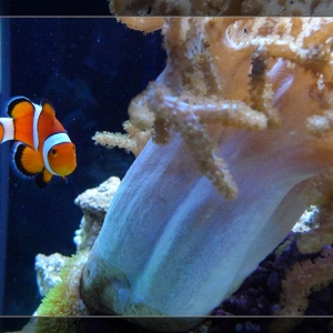 Ray's clown fish