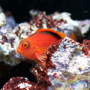 Scarlet Hawkfish