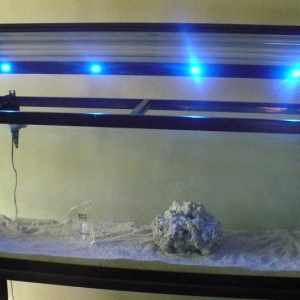Odyssea T5 with Blue Moon lights 48"