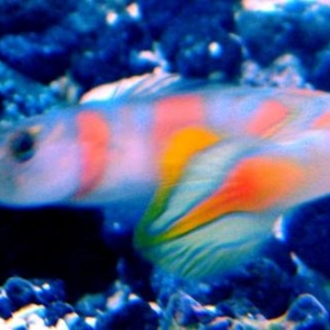 Delilah (My Orange banded Goby)