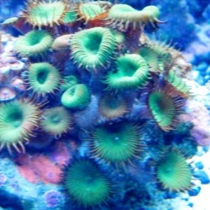 Venus Fly Trap Zoanthid