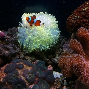 Corals_sm