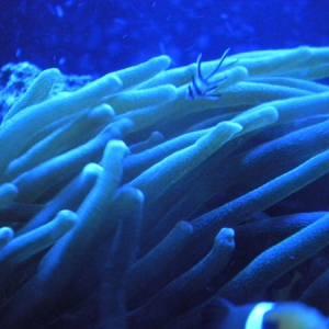 Baby Banghi Cardinal in LTA anemone