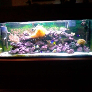 Nicole Clark's 108 gallon reef tank